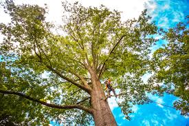 Best Arborist Consultation Services  in Hampton Bays, NY